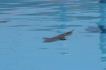 Fototapeta premium Sturgeon in Taean South Korea