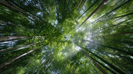 Reaching for the Sunlight: An upward perspective of a vibrant bamboo forest, showcasing tall, green stalks and a canopy filtering sunlight.