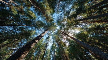 Fototapeta premium Majestic Canopy: A breathtaking perspective of towering trees reaching towards a clear sky, inviting viewers to experience the grandeur and tranquility of nature's cathedral.