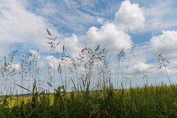 Wild Grass and Blue Sky with Clouds – Summer Meadow Landscape