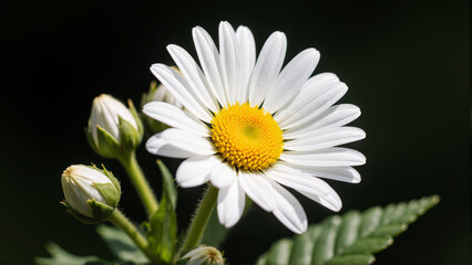 white daisy flower