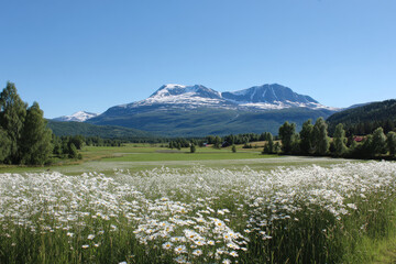 breathtaking summer landscapes in norway featuring snowcapped mountains and ultrabright summer flowers