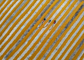 Bogura, Bangladesh - 29 September 2018: Aerial view of three figures traversing a vibrant, striped landscape of alternating gold and silver fields, creating a mesmerizing tapestry of rural life.