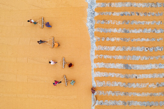 Bogura, Bangladesh - 18 February 2020: Aerial view of workers spreading out golden grains across vast fields, creating a striking contrast with the adjacent patterned ground, under the warm sun..