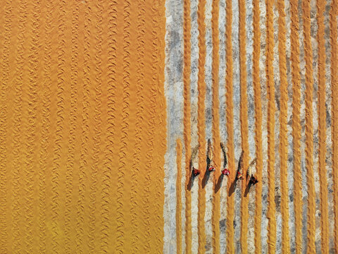 Bogura, Bangladesh - 29 September 2018: Aerial view of farmers walking along the sun-baked, golden fields, the earth etched with parallel lines and contrasting hues of grey and gold.