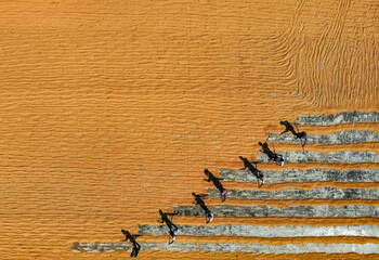 Bogura, Bangladesh - 18 February 2020: Aerial view of workers moving across golden fields and white paths, a stark contrast against the earth's canvas, creating an intricate pattern of labor and land.