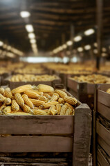 Corn heads harvested in wooden boxes in a warehouse. Natural organic fruit abundance. Healthy and natural food storing and shipping concept.