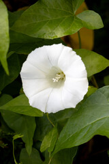 white rose with dew drops