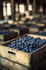 Sloes harvested in wooden boxes in a warehouse. Natural organic fruit abundance. Healthy and natural food storing and shipping concept.