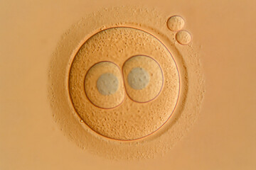 Cellular Division: A macro-level view of cell division showcases the complex process of reproduction and growth. Capturing the intricacies of biological development, perfect for science, educational.