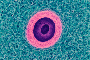 Microscopic World of Cell: A detailed view of a singular cell, the image highlights the intricate beauty and complexity of microscopic structures. The vibrant colors showcase biological details.
