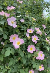 The wild rose blossomed in all its beauty, filling the air with a delicate fragrance. Its pink petals with yellow centers, like little suns, illuminated the green leaves