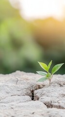 A vibrant green seedling emerges from parched, cracked earth, a powerful symbol of resilience and new life amidst environmental adversity.