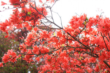 大和葛城山のヤマツツジ