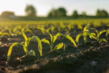 Corn seedlings stand tall in damp soil, illuminated by golden sunlight during the late afternoon in...