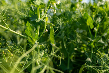 Vibrant green pea plants thrive in sunlight, showcasing fresh pods among dense foliage in a fertile field