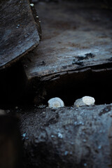 nature, leaf, autumn, plant, green, forest, tree, leaves, grass, spring, flower, season, fall, brown, natural, macro, wood, yellow, dry, snowdrop, water, texture, growth, new, life, seedling, sprout, 