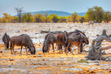 Streifengnus (Connochaetes taurinus) am Wasserloch im Etosha Nationalpark in Namibia