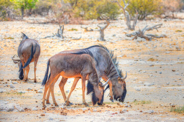 Streifengnus (Connochaetes taurinus) am Wasserloch im Etosha Nationalpark in Namibia