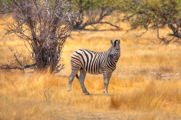 Zebra standing in yellow grass on Safari watching, Africa savannah - Etosha National Park, Namibia