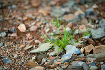 nature, leaf, autumn, plant, green, forest, tree, leaves, grass, spring, flower, season, fall, brown, natural, macro, wood, yellow, dry, snowdrop, water, texture, growth, new, life, seedling, sprout, 