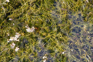Close up of water lily pads and pond weed in a large water lake