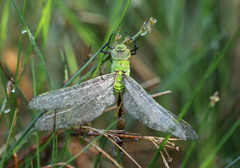 Große Königslibelle - Blue Emperor © Studio M. Brix