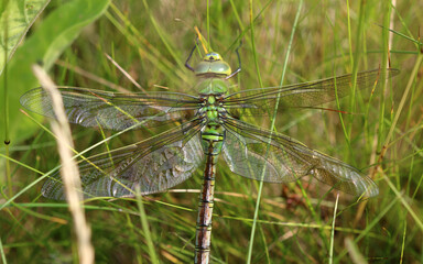 Große Königslibelle - Blue Emperor