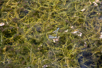 Close up of water lily pads and pond weed in a large water lake
