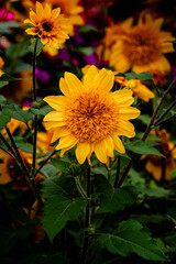 Couple of yellow beautiful flowers in the garden.