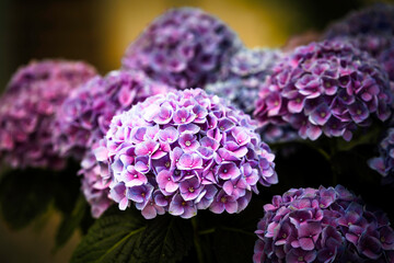 Pink flowers of hydrangea closeup.  Vibrant pink hydrangea flowers in full bloom in the  summer garden, soft focus