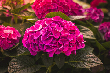Pink flowers of hydrangea closeup.  Vibrant pink hydrangea flowers in full bloom in the  summer...