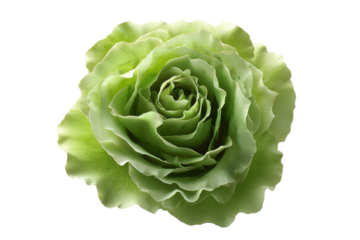 Close-up of a light lime green rose