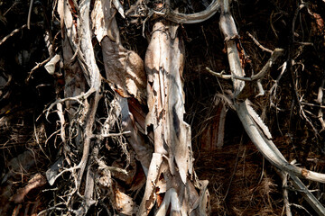 Close up of rough wood tree trunk texture with branches intwined