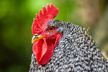 Hahn im Portr&auml;t mit markantem Kamm