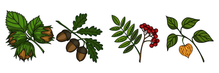A vector illustration border featuring a horizontal arrangement of hazelnuts, acorns, rowan berries, and physalis, meticulously detailed with vibrant colors and intricate linework, ideal for autumn