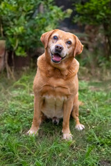  Mascotas, los mejores amigos del ser humano.