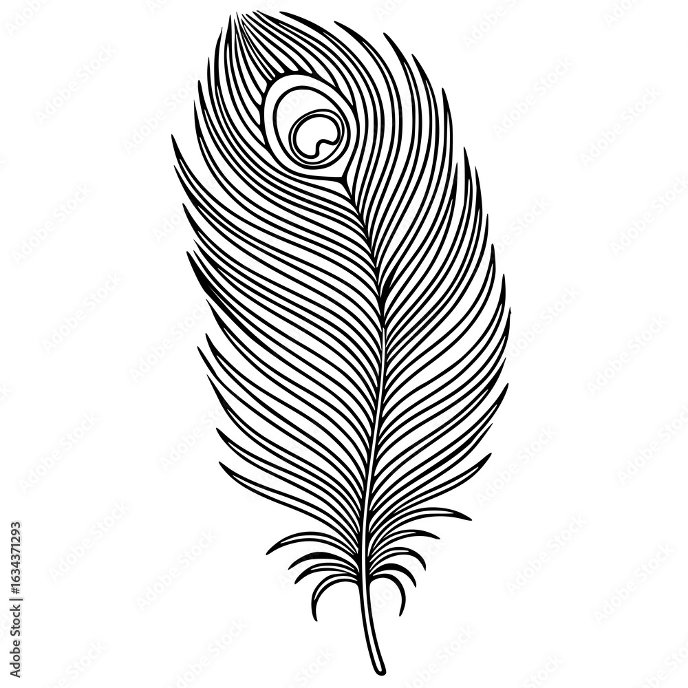Poster elegant vector illustration of a single peacock feather with detailed line art and a distinctive eye