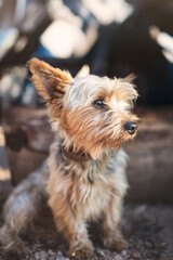  Mascotas, los mejores amigos del ser humano.