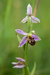 Bienen-Ragwurz im Wiesenbiotop