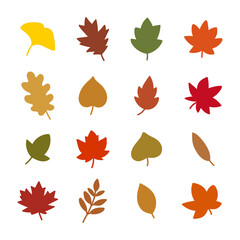 Hand drawn illustration of fallen leaves from trees in fall season. Perfect for fall themed designs, nature illustrations, and seasonal marketing.