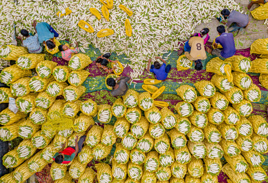 Bogura, Bangladesh - 20 November 2022: Aerial view of vibrant yellow corn cobs arranged in neat rows, interspersed with the dark heads and colourful clothes of workers.