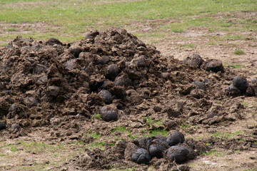 Close up of large animal dung poo raked up for manure