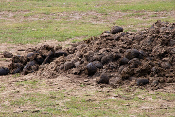 Close up of large animal dung poo raked up for manure