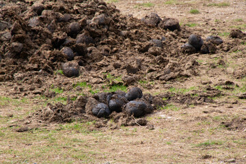 Close up of large animal dung poo raked up for manure