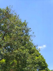 A large green tree with branches against a blue sky
