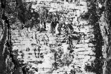 pattern of birch bark with black stripes