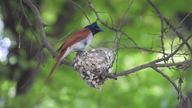 Paradise Flycatcher female 