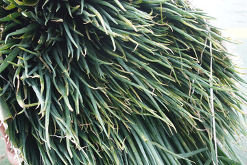 Fresh bundle of green onions ready for culinary use