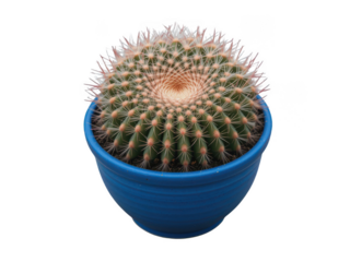 Golden Barrel Cactus in blue pot: A captivating studio shot highlights the unique golden barrel cactus, housed in a vibrant blue pot, displaying its symmetrical form and intriguing texture